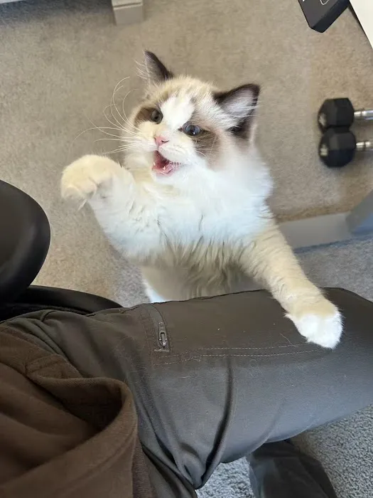 Prince Ragdoll Picture 7