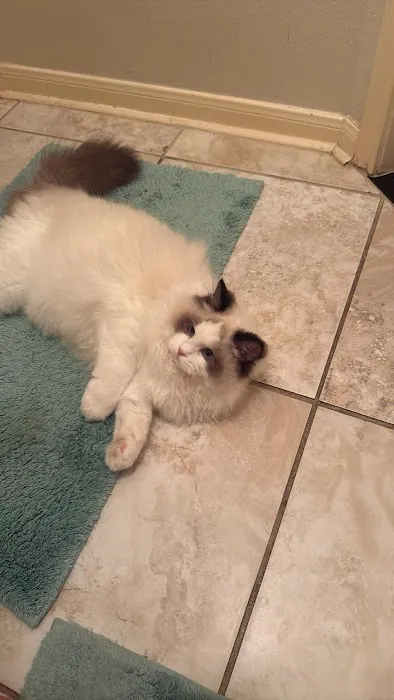 Prince Ragdoll Picture 3