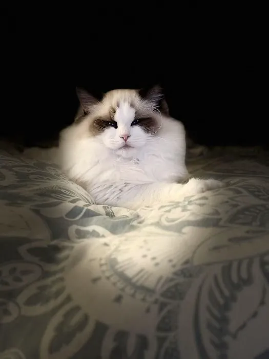 Prince Ragdoll Picture 5