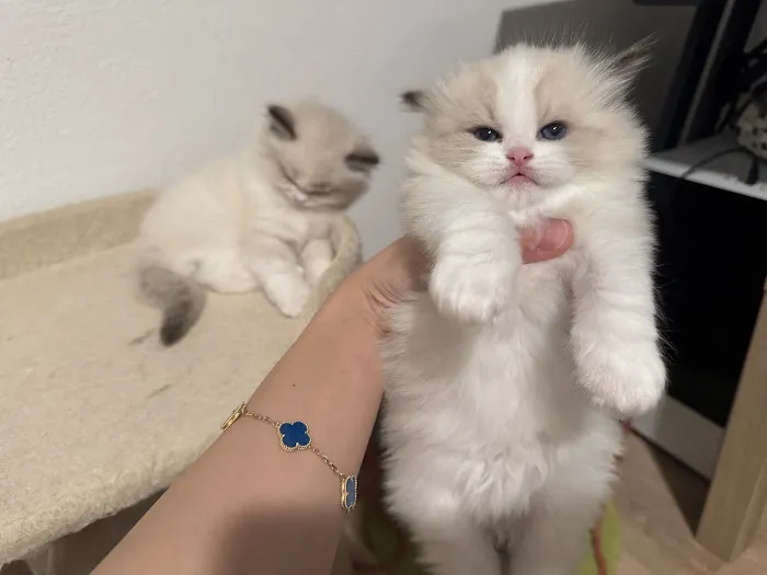 Prince Ragdoll Picture 4