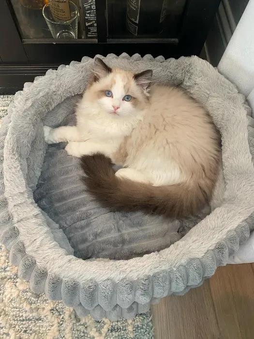 Prince Ragdoll Picture 6
