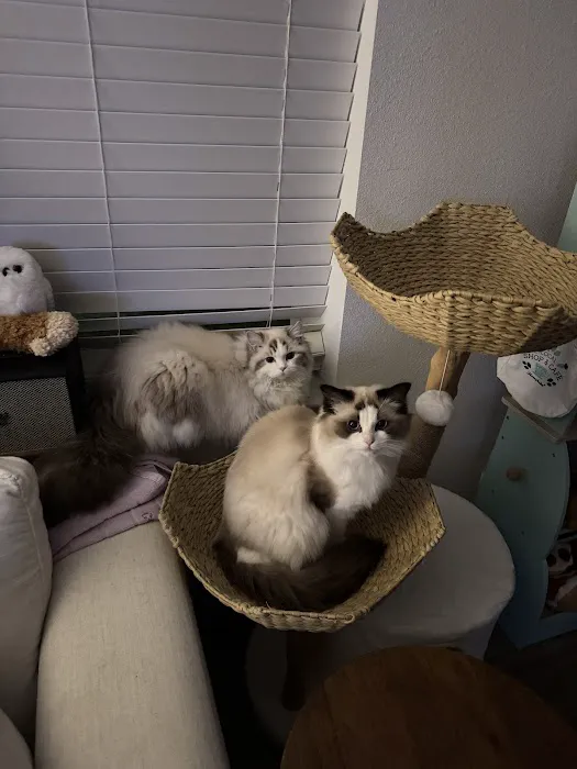 Prince Ragdoll Picture 10