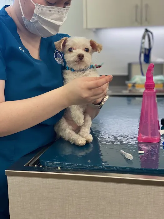 Animal Eye Specialists Picture 1