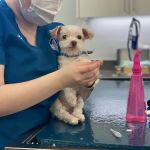 Animal Eye Specialists