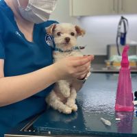 Animal Eye Specialists ico