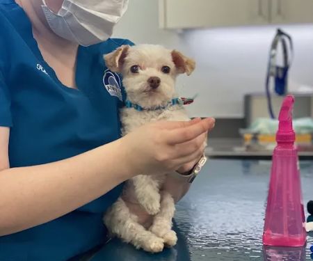 Animal Eye Specialists