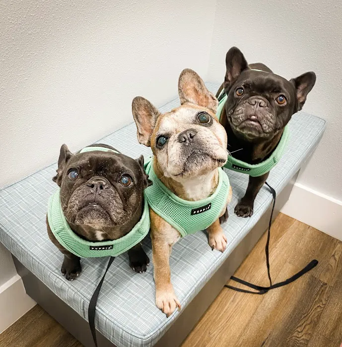 Animal Eye Specialists Picture 4
