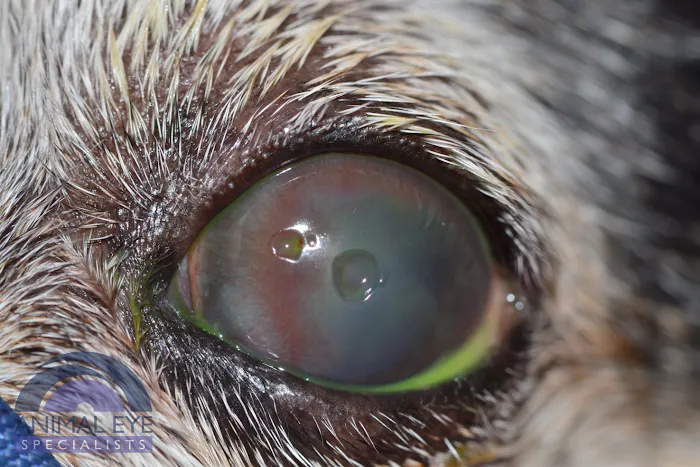 Animal Eye Specialists Picture 10