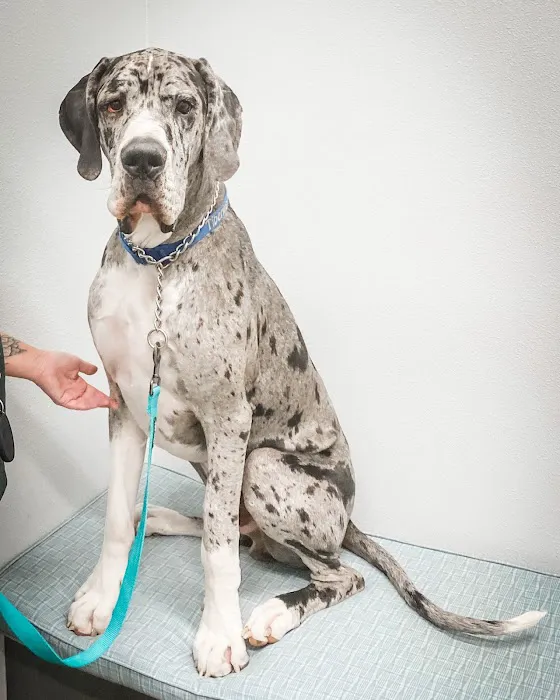 Animal Eye Specialists Picture 3