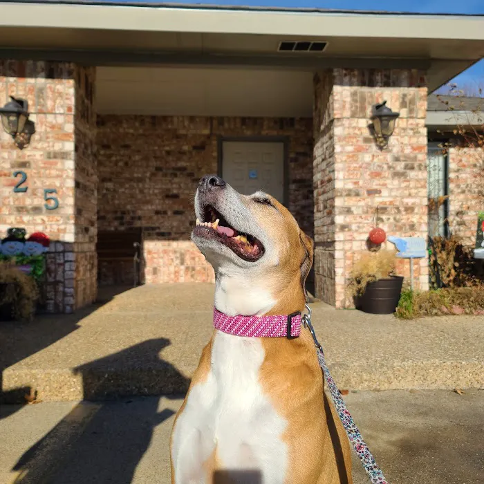 Kingsbridge Animal Clinic Picture 9