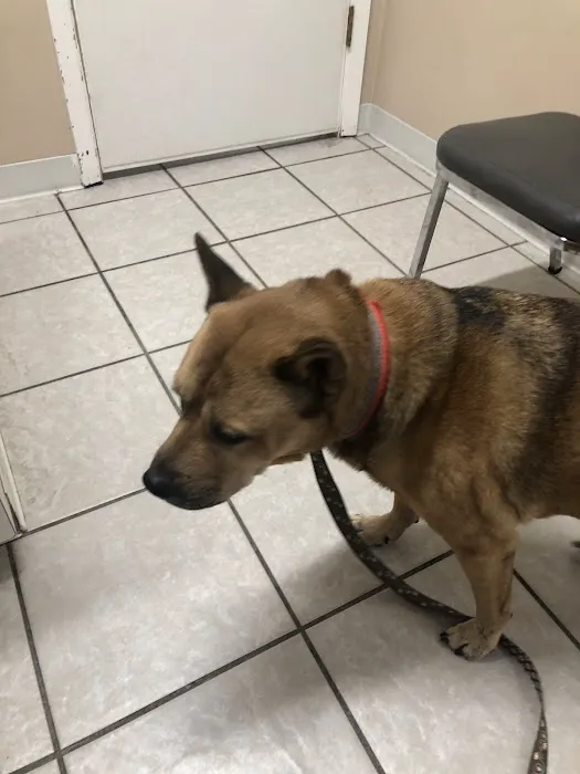 Kingsbridge Animal Clinic Picture 3