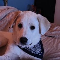 Firewheel Pet Clinic ico