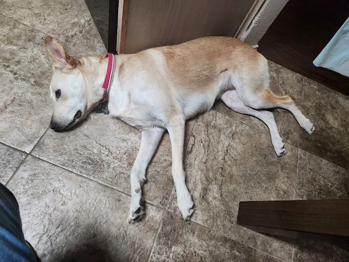 Banfield Pet Hospital Picture 8
