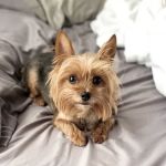 Banfield Pet Hospital