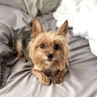 Banfield Pet Hospital ico