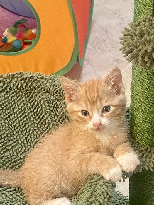 CityVet | Richardson Picture 9