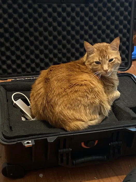 CityVet | Richardson Picture 4