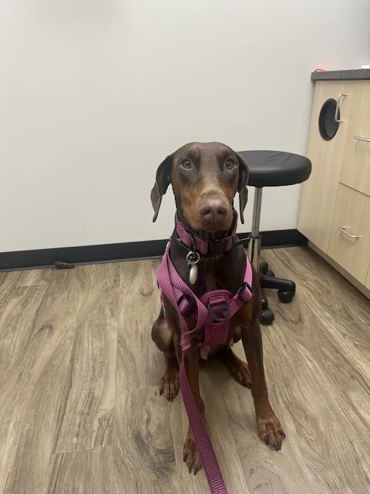 CityVet | Richardson Picture 6
