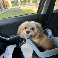 CityVet | Richardson ico