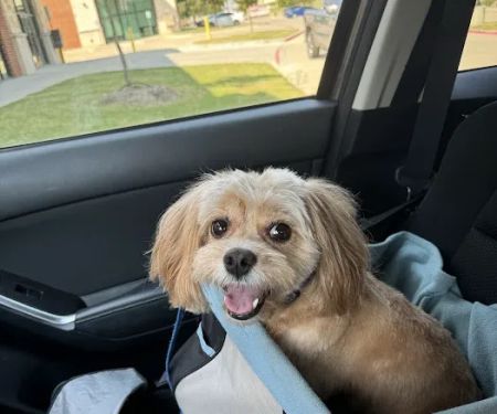 CityVet | Richardson