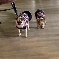 Kings Creek Animal Hospital, PLLC ico