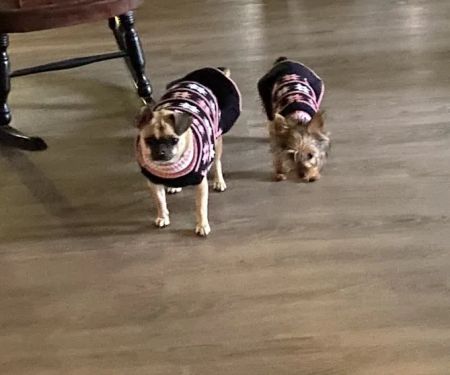Kings Creek Animal Hospital, PLLC