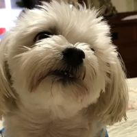 Kaufman Veterinary Center ico