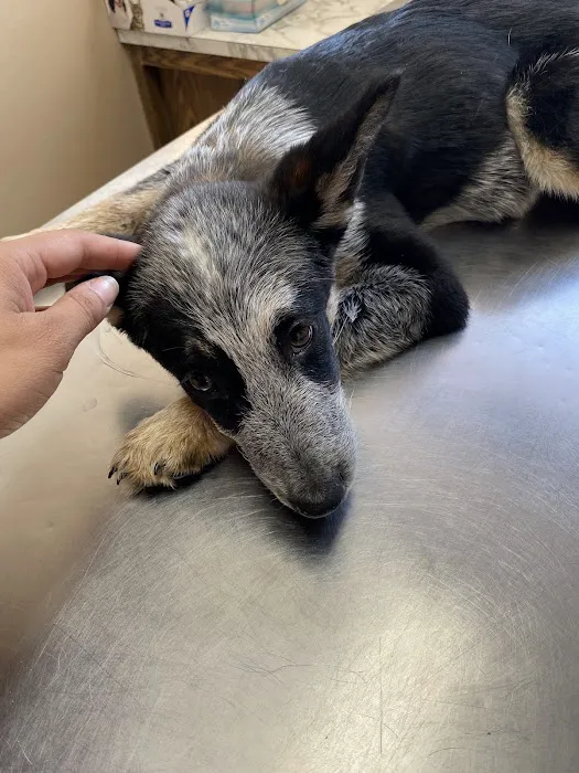 Kaufman Veterinary Center Picture 5