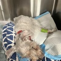Animal Hospital of Heath Veterinary Clinic ico