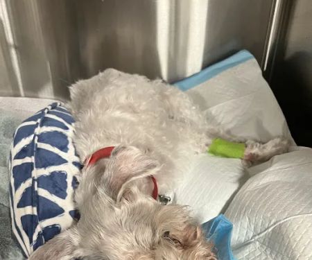 Animal Hospital of Heath Veterinary Clinic