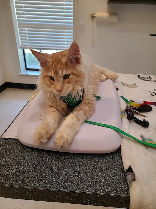 Animal Hospital of Heath Veterinary Clinic Picture 3