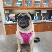 Risinger Veterinary Hospital ico