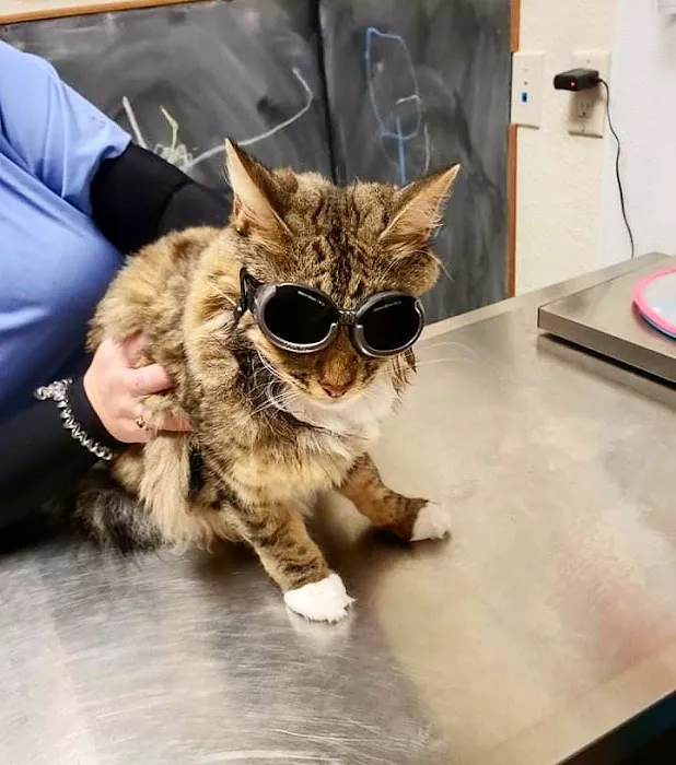 Terrell Veterinary Center Picture 3