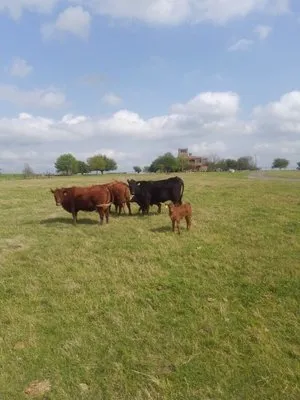 Triple Creek Red Angus Picture 5
