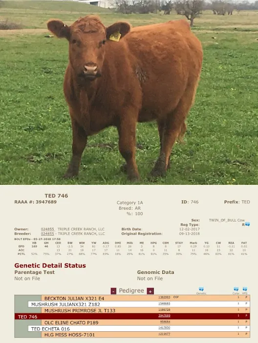 Triple Creek Red Angus Picture 9