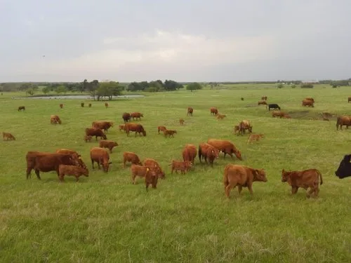 Triple Creek Red Angus Picture 2