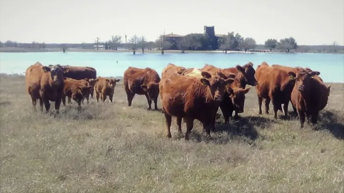 Triple Creek Red Angus Picture 3