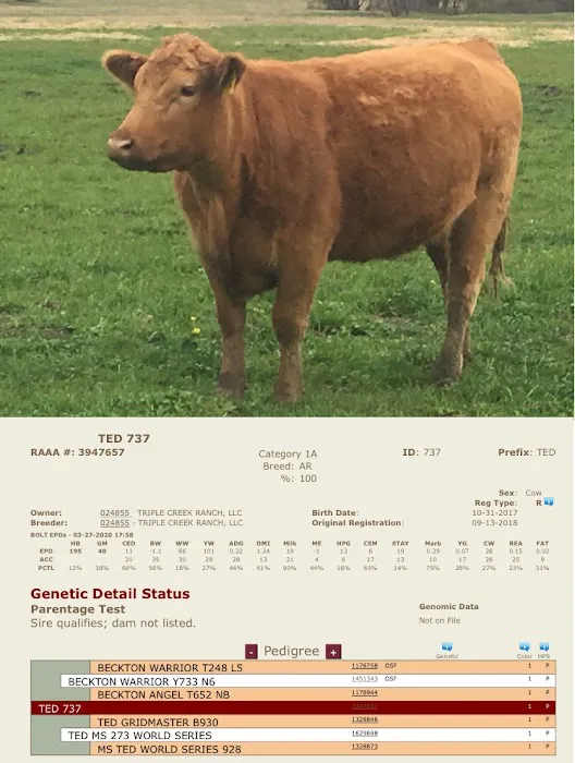 Triple Creek Red Angus Picture 6