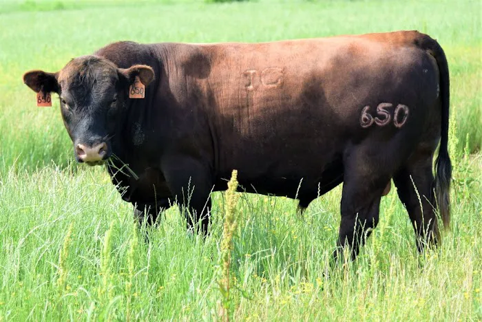 Triple Creek Red Angus Picture 1