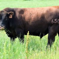 Triple Creek Red Angus ico