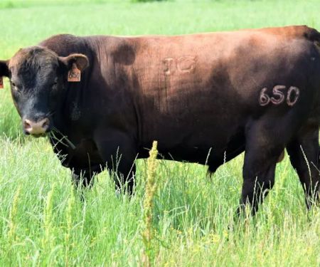 Triple Creek Red Angus