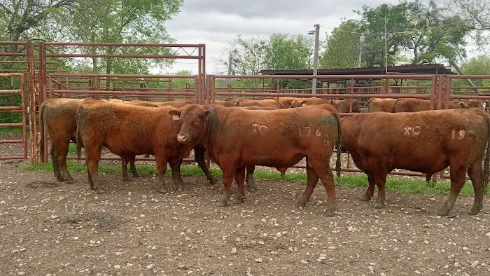 Triple Creek Red Angus Picture 10