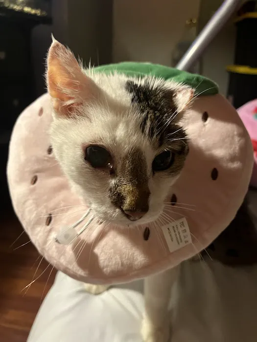 Hometown Pet Vet Picture 5