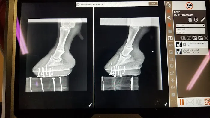 Equine Veterinary Services Picture 1