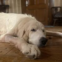 Corsicana Veterinary Clinic ico