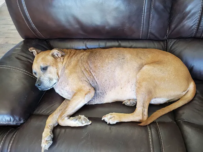 Corsicana Veterinary Clinic Picture 5