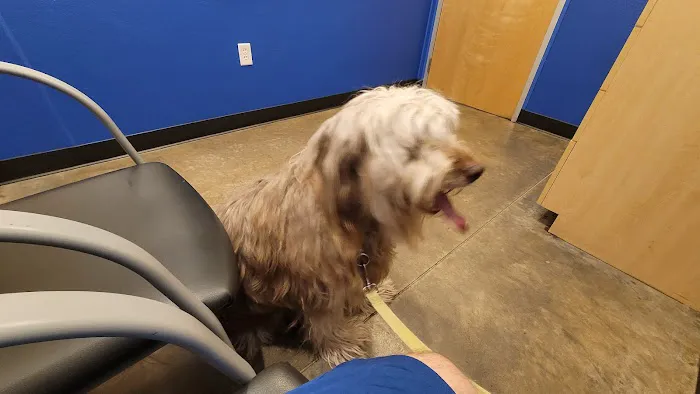 Premier Vet Care Animal Clinic Picture 2