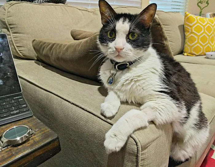 Premier Vet Care Animal Clinic Picture 3
