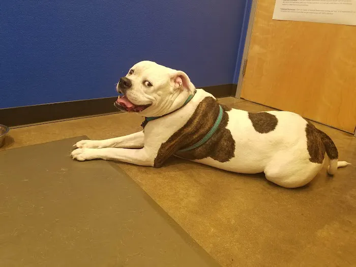 Premier Vet Care Animal Clinic Picture 7