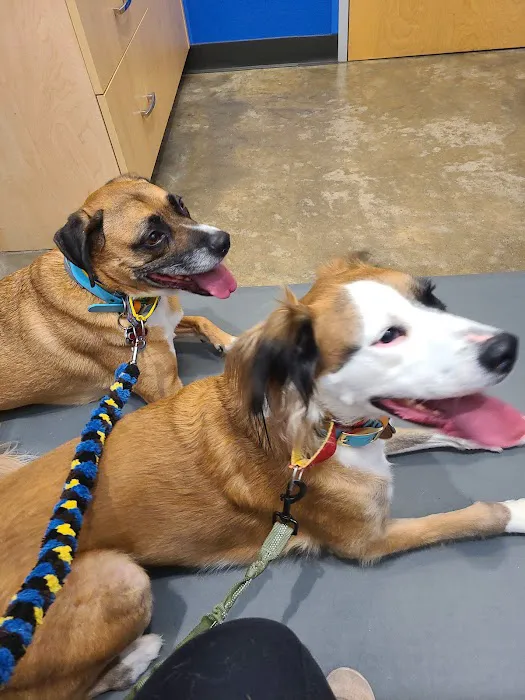 Premier Vet Care Animal Clinic Picture 1